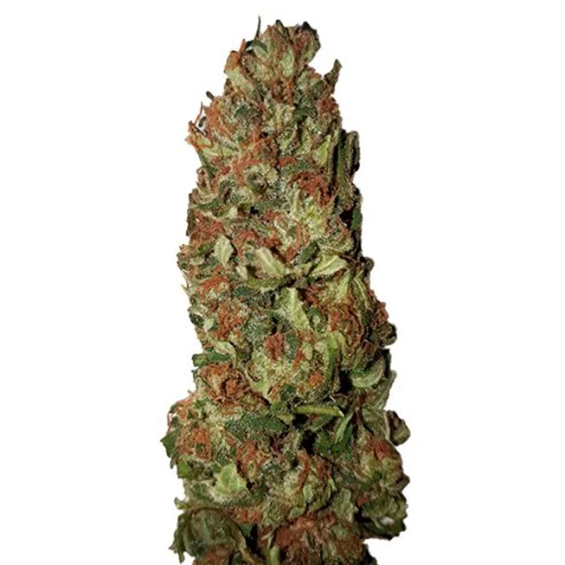 saltonverde2828810