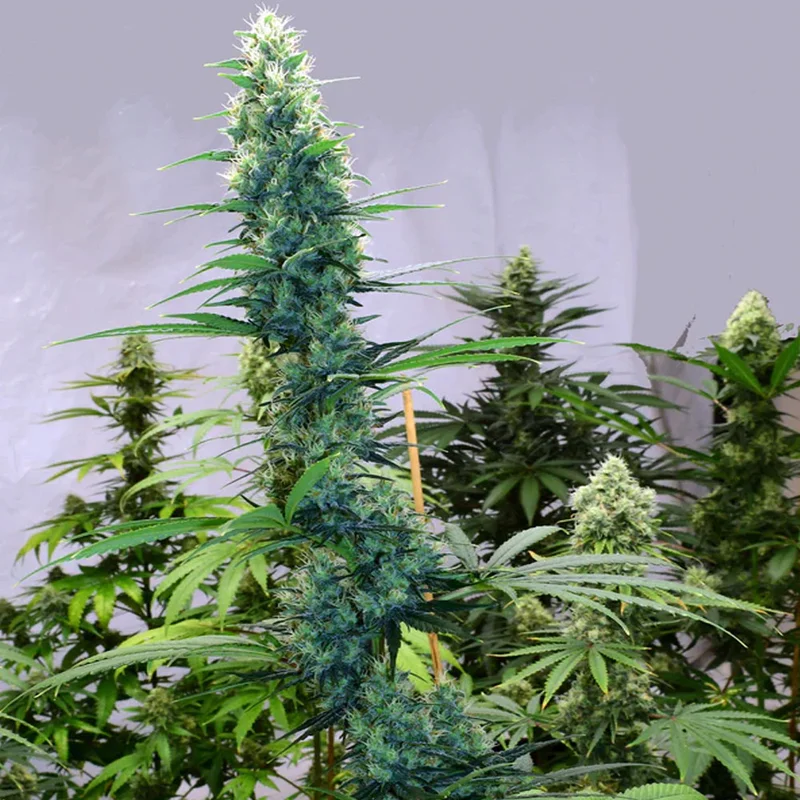 saltonverde2829705