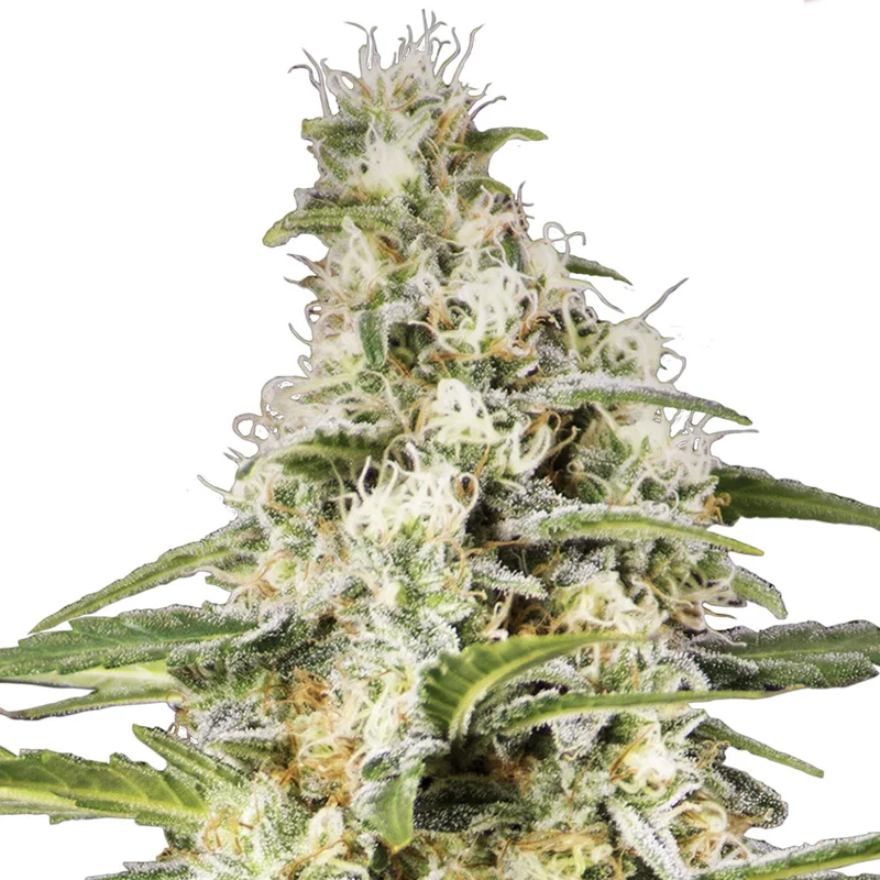 saltonverde2830757