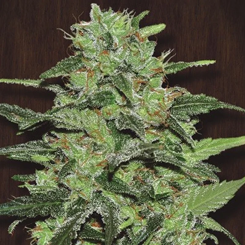 saltonverde2830796