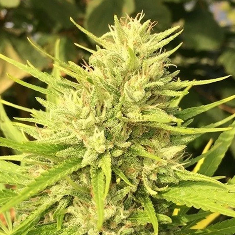saltonverde2830822