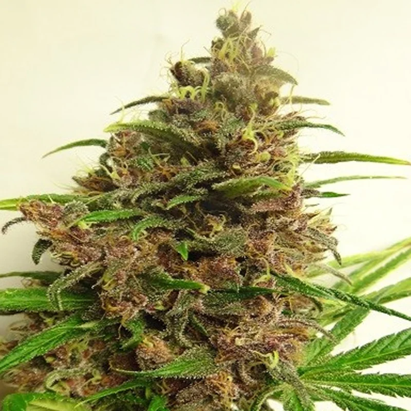 saltonverde2830841
