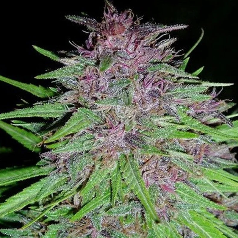 saltonverde2830892
