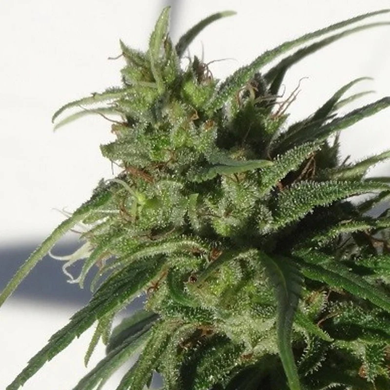 saltonverde2830912