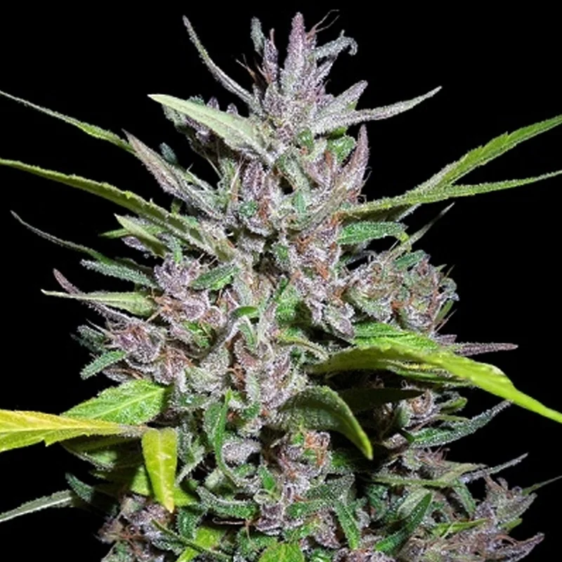 saltonverde2831018