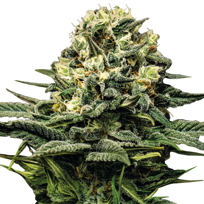saltonverde2831094
