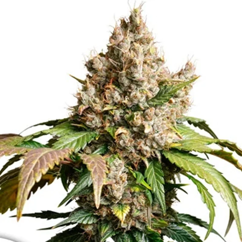 saltonverde2831730