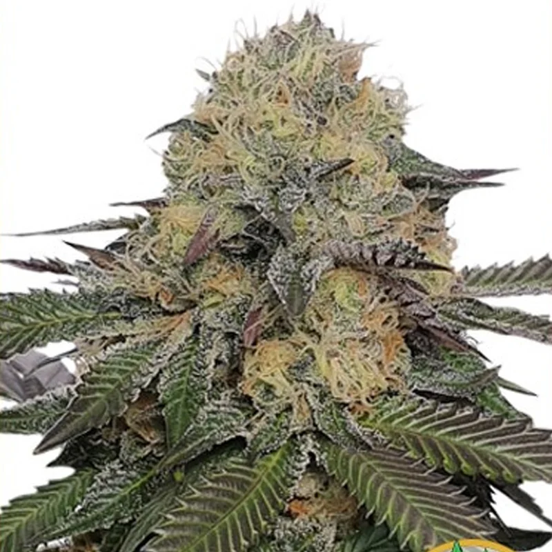 saltonverde2831806