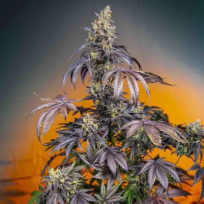 saltonverde2832951