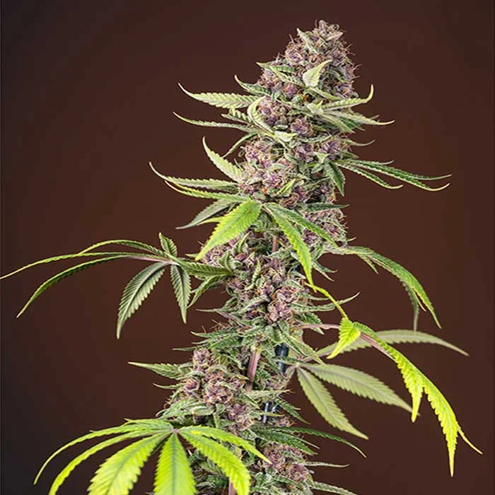 saltonverde2833775