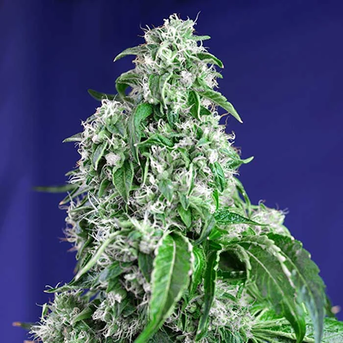 saltonverde2833816