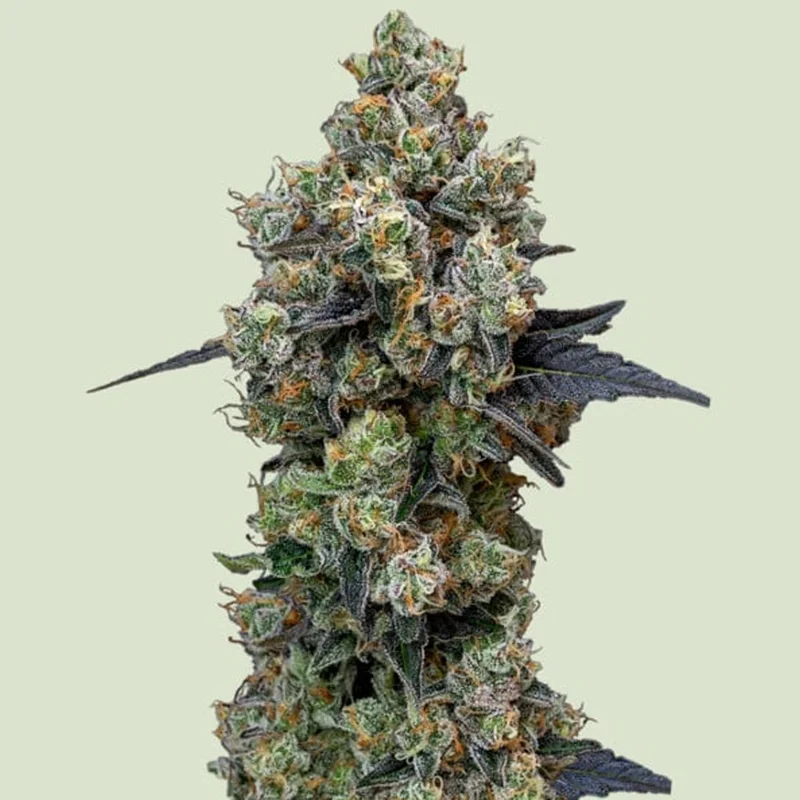 saltonverde2840099