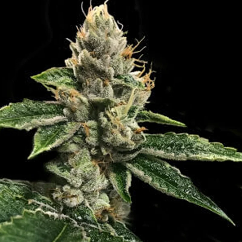 saltonverde2840585