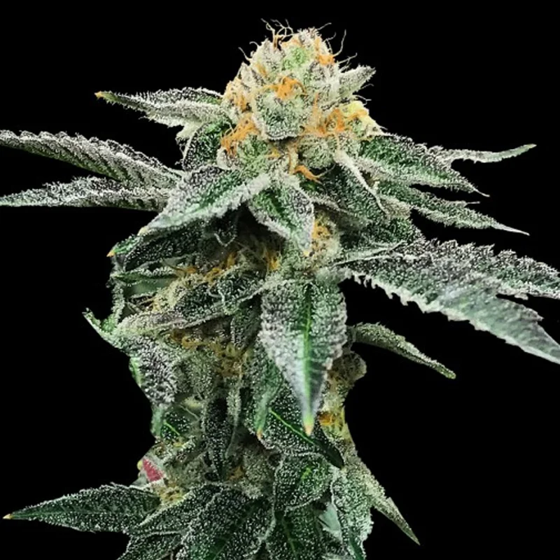 saltonverde2840746