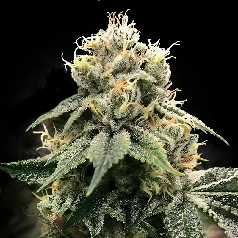 saltonverde2840966