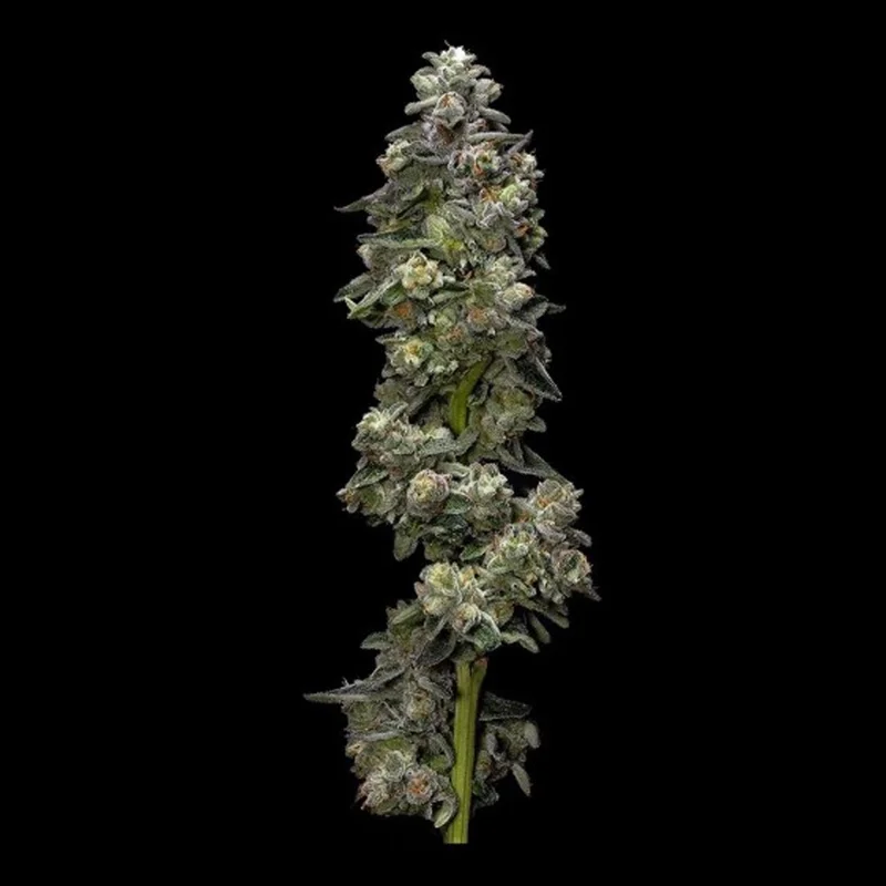 saltonverde2841516