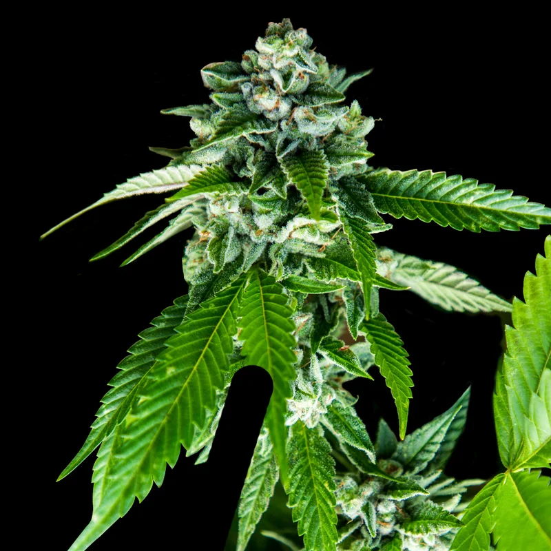 saltonverde2844887