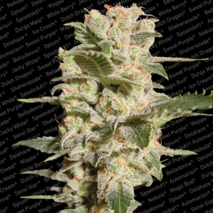 saltonverde2846985