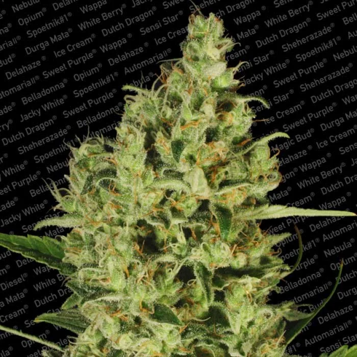 saltonverde2847003