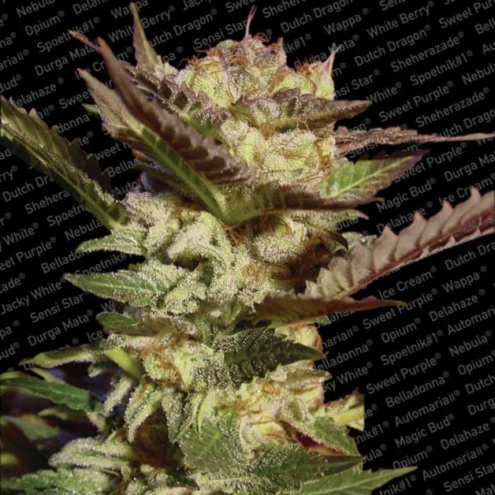saltonverde2847025