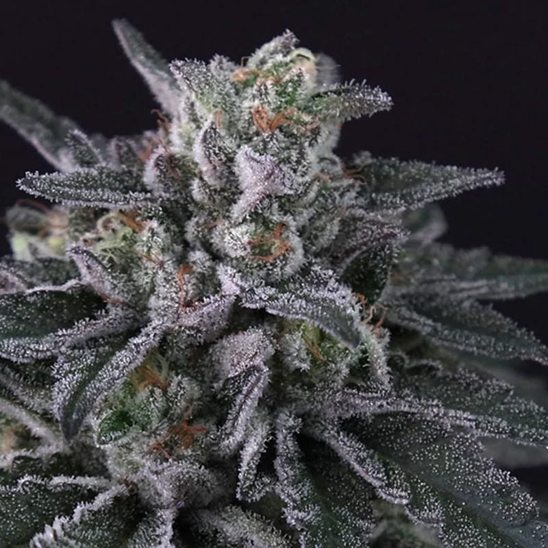 saltonverde2847179