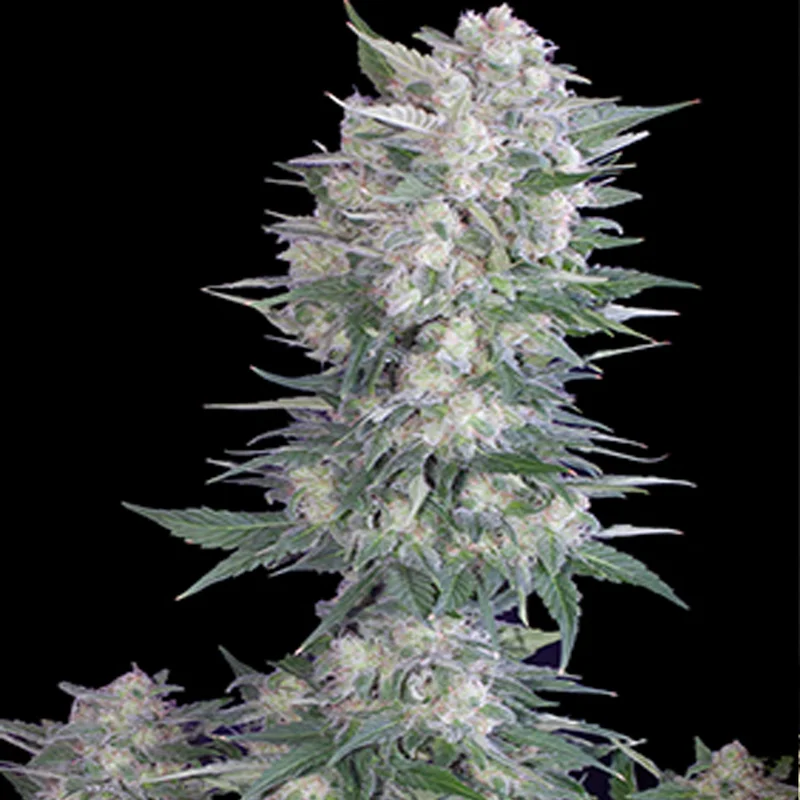 saltonverde2848621