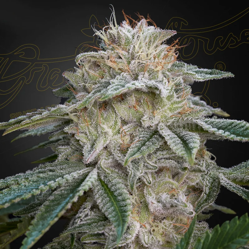 saltonverde2849642