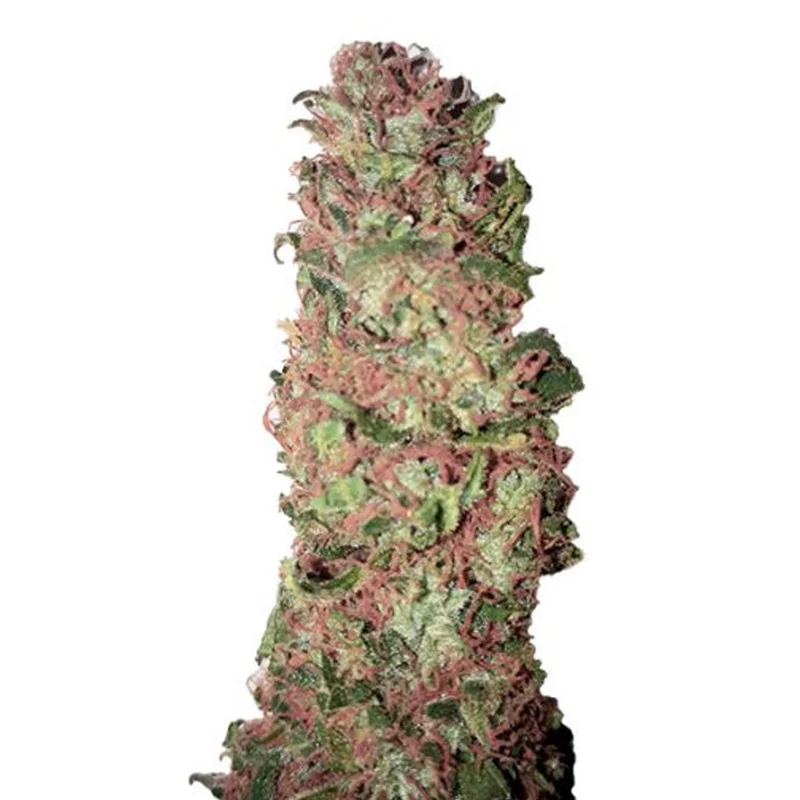 saltonverde2849860