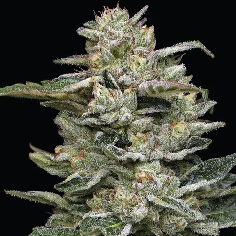 saltonverde2850402