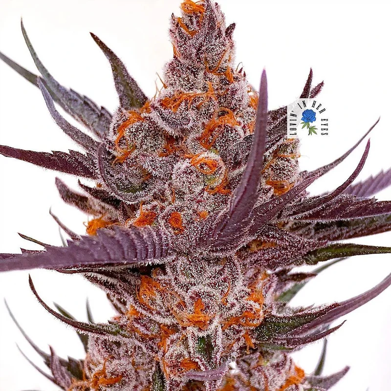 saltonverde2850711