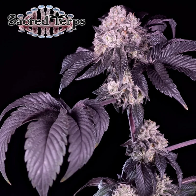 saltonverde2850804
