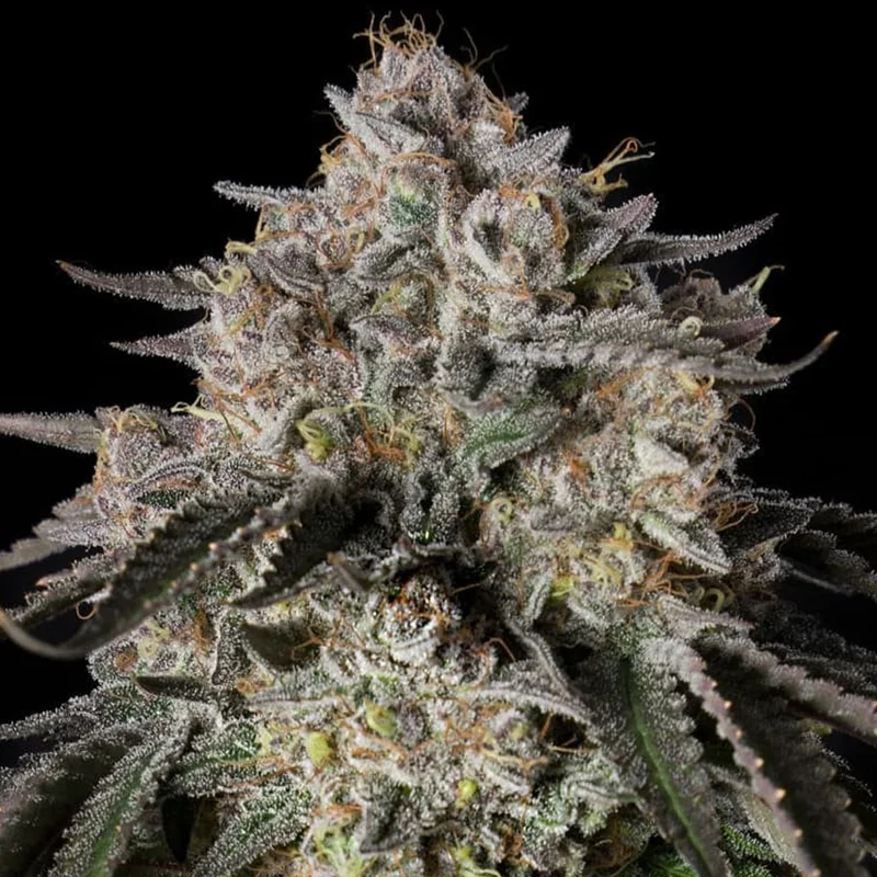 saltonverde2851276