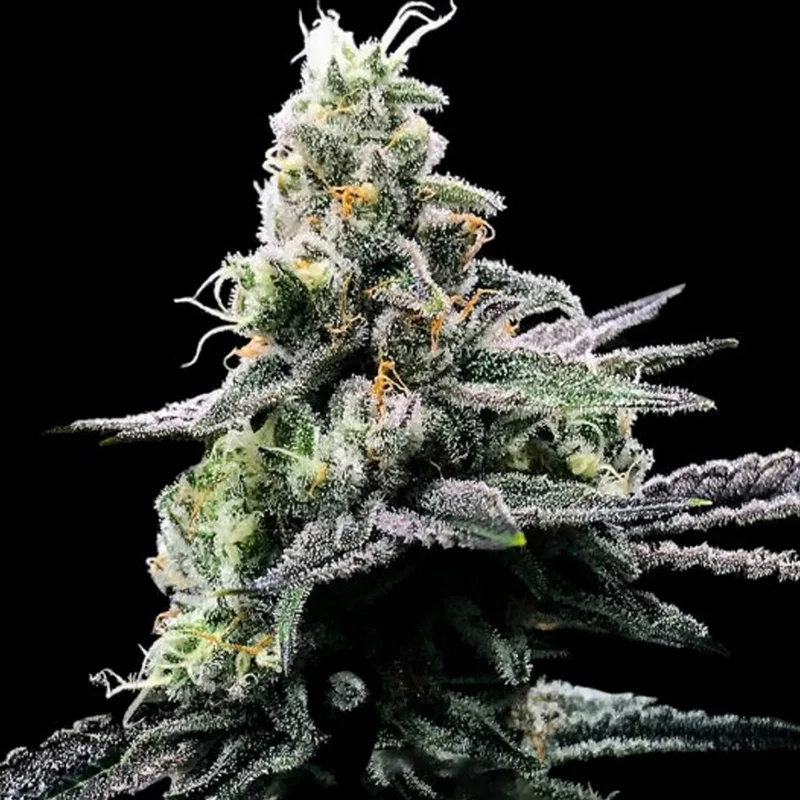 saltonverde2851397