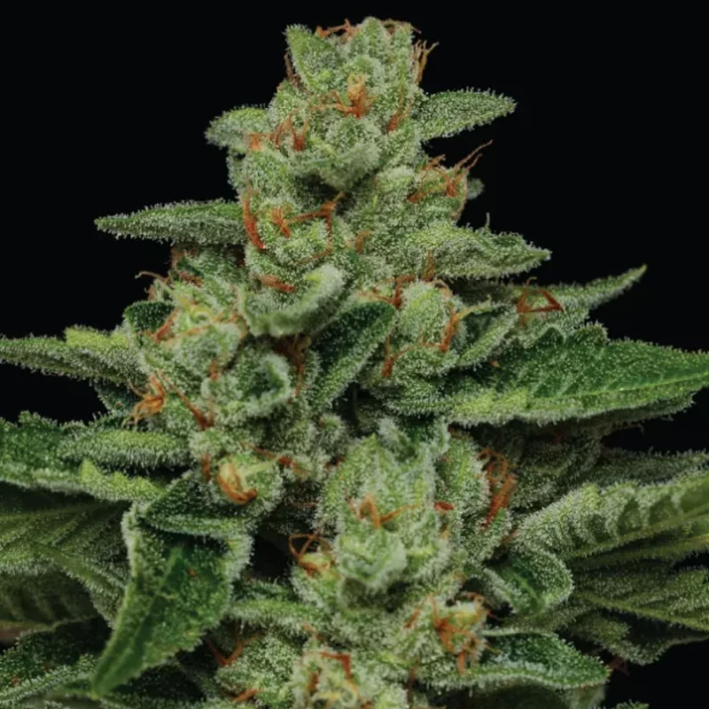 saltonverde2854806
