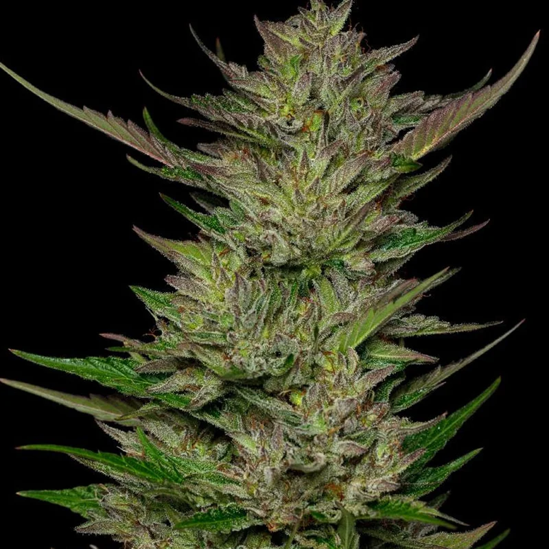 saltonverde2854890