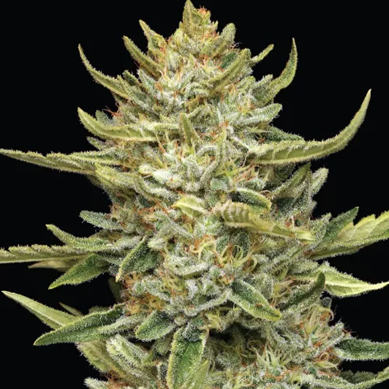 saltonverde2854929