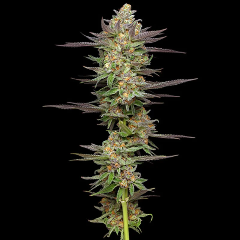 saltonverde2855108