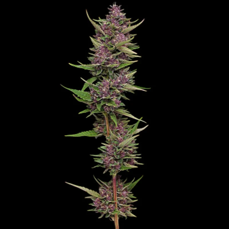 saltonverde2855317