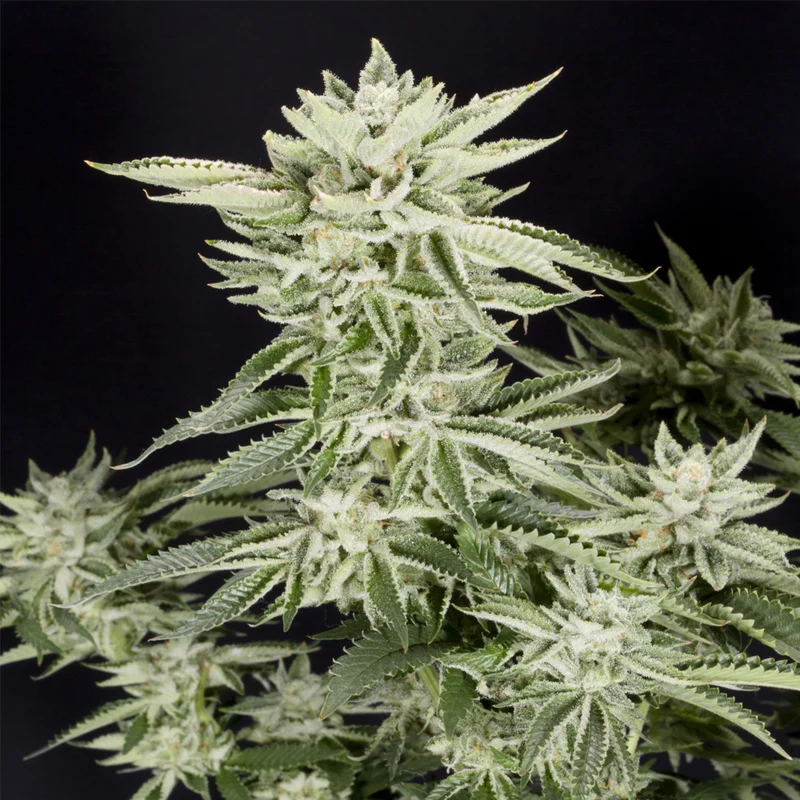 saltonverde2855755