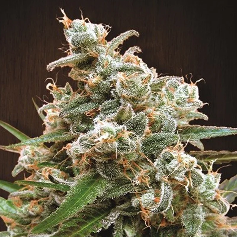 saltonverde2856524