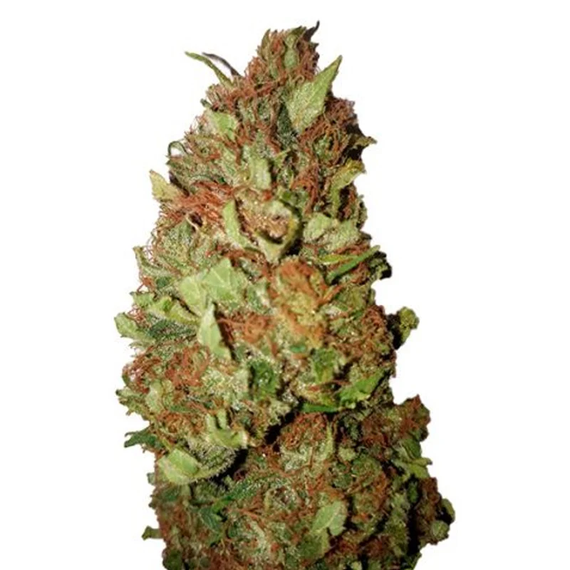saltonverde2856629
