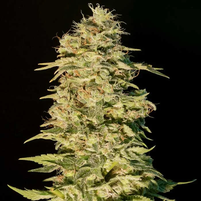 saltonverde2857125