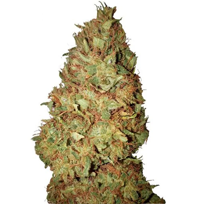 saltonverde2858153