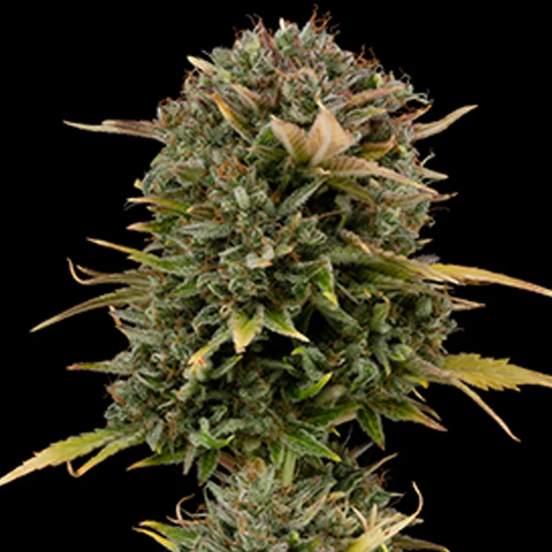 saltonverde2858271