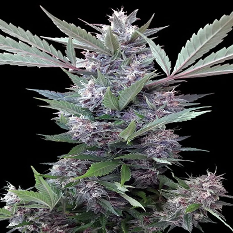 saltonverde2858858