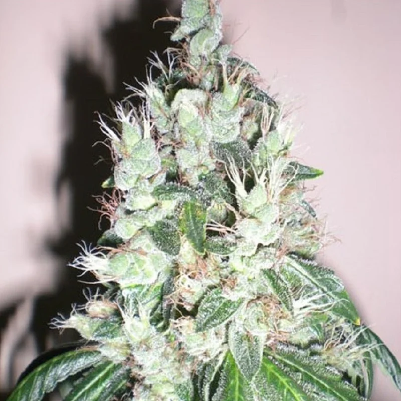 saltonverde2859652