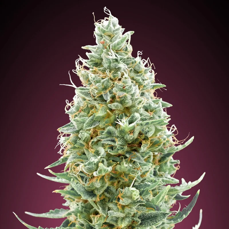 saltonverde2860272