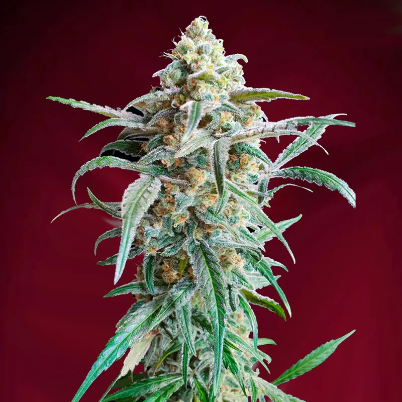 saltonverde2860343