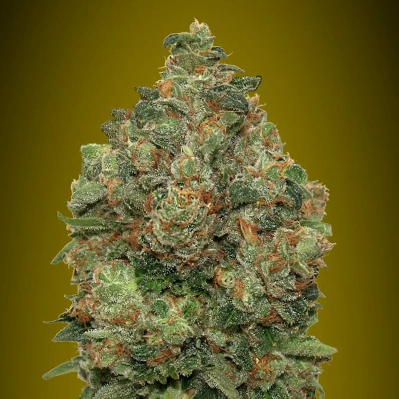 saltonverde2860385