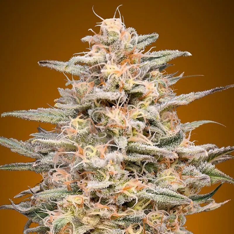 saltonverde2860483